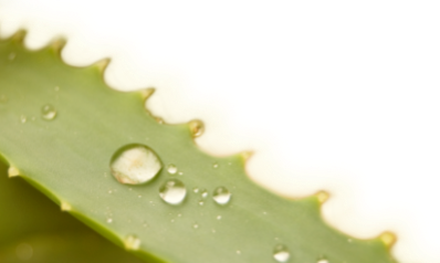 soap sponge aloe vera Esponjabon Bath Pouf + Soap Aloe Vera